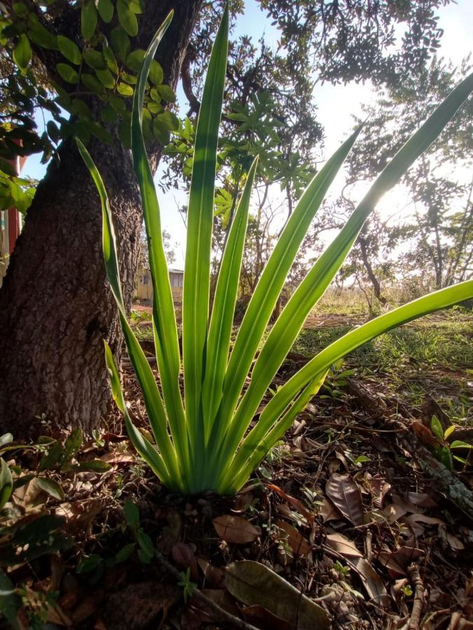 Chale Aconchegante, Pertinho Da Cidade E Conectada A Natureza Brasília Exterior foto